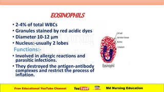 EOSINOPHILS
• 2-4% of total WBCs
• Granules stained by red acidic dyes
• Diameter 10-12 µm
• Nucleus:-usually 2 lobes
Functions:-
• Involved in allergic reactions and
parasitic infections.
• They destroyed the antigen-antibody
complexes and restrict the process of
inflation.
Free Educational YouTube Channel Md Nursing Education
 