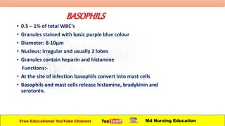 BASOPHILS
• 0.5 – 1% of total WBC’s
• Granules stained with basic purple blue colour
• Diameter: 8-10µm
• Nucleus: irregular and usually 2 lobes
• Granules contain heparin and histamine
Functions:-
• At the site of infection basophils convert into mast cells
• Basophils and mast cells release histamine, bradykinin and
serotonin.
Free Educational YouTube Channel Md Nursing Education
 