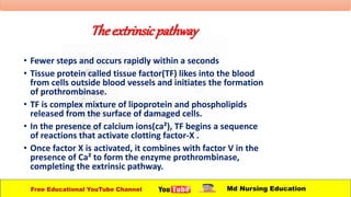 Theextrinsicpathway
• Fewer steps and occurs rapidly within a seconds
• Tissue protein called tissue factor(TF) likes into the blood
from cells outside blood vessels and initiates the formation
of prothrombinase.
• TF is complex mixture of lipoprotein and phospholipids
released from the surface of damaged cells.
• In the presence of calcium ions(ca²), TF begins a sequence
of reactions that activate clotting factor-X .
• Once factor X is activated, it combines with factor V in the
presence of Ca² to form the enzyme prothrombinase,
completing the extrinsic pathway.
Free Educational YouTube Channel Md Nursing Education
 