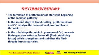 THECOMMONPATHWAY
• The formation of prothrombinase starts the beginning
of the common pathway
• In the second stage of blood clotting, prothrombinase
and Ca² catalyze the conversion of prothrombin to
thrombin.
• In the third stage thrombin in presence of Ca², converts
fibrinogen also activates factor Xlll (fibrin stabilizing
factor) which strengthens and stabilizes the fibrin
threads into a stuart clot.
Free Educational YouTube Channel Md Nursing Education
 