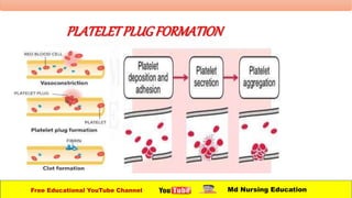 PLATELETPLUGFORMATION
Free Educational YouTube Channel Md Nursing Education
 