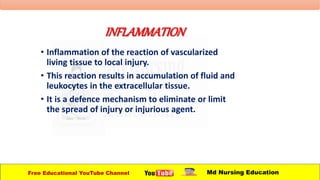 INFLAMMATION
• Inflammation of the reaction of vascularized
living tissue to local injury.
• This reaction results in accumulation of fluid and
leukocytes in the extracellular tissue.
• It is a defence mechanism to eliminate or limit
the spread of injury or injurious agent.
Free Educational YouTube Channel Md Nursing Education
 