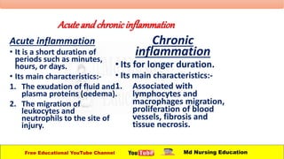 Acute and chronicinflammation
Acute inflammation
• It is a short duration of
periods such as minutes,
hours, or days.
• Its main characteristics:-
1. The exudation of fluid and
plasma proteins (oedema).
2. The migration of
leukocytes and
neutrophils to the site of
injury.
Chronic
inflammation
• Its for longer duration.
• Its main characteristics:-
1. Associated with
lymphocytes and
macrophages migration,
proliferation of blood
vessels, fibrosis and
tissue necrosis.
Free Educational YouTube Channel Md Nursing Education
 