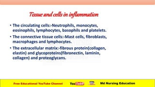Tissueandcellsininflammation
• The circulating cells:-Neutrophils, monocytes,
eosinophils, lymphocytes, basophils and platelets.
• The connective tissue cells:-Mast cells, fibroblasts,
macrophages and lymphocytes.
• The extracellular matrix:-fibrous protein(collagen,
elastin) and glycoproteins(fibronectin, laminin,
collagen) and proteoglycans.
Free Educational YouTube Channel Md Nursing Education
 