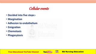 Cellularevents
• Decided into five steps:-
• Margination
• Adhesion to endothelium
• Emigration
• Chemotaxis
• Phagocytosis
Free Educational YouTube Channel Md Nursing Education
 