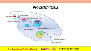 Free Educational YouTube Channel Md Nursing Education
PHAGOCYTOSIS
 