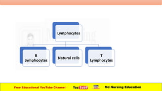 Lymphocytes
B
Lymphocytes
Natural cells
T
Lymphocytes
Free Educational YouTube Channel Md Nursing Education
 