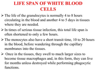 LIFE SPAN OF WHITE BLOOD
CELLS
 The life of the granulocytes is normally 4 to 8 hours
circulating in the blood and another 4 to 5 days in tissues
where they are needed.
 In times of serious tissue infection, this total life span is
often shortened to only a few hours.
 The monocytes also have a short transit time, 10 to 20 hours
in the blood, before wandering through the capillary
membranes into the tissues.
 Once in the tissues, they swell to much larger sizes to
become tissue macrophages and, in this form, they can live
for months unless destroyed while performing phagocytic
functions.
 