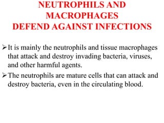 NEUTROPHILS AND
MACROPHAGES
DEFEND AGAINST INFECTIONS
It is mainly the neutrophils and tissue macrophages
that attack and destroy invading bacteria, viruses,
and other harmful agents.
The neutrophils are mature cells that can attack and
destroy bacteria, even in the circulating blood.
 