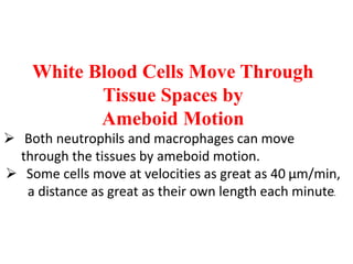 White Blood Cells Move Through
Tissue Spaces by
Ameboid Motion
 Both neutrophils and macrophages can move
through the tissues by ameboid motion.
 Some cells move at velocities as great as 40 μm/min,
a distance as great as their own length each minute.
 
