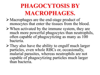 PHAGOCYTOSIS BY
MACROPHAGES.
Macrophages are the end-stage product of
monocytes that enter the tissues from the blood.
When activated by the immune system, they are
much more powerful phagocytes than neutrophils,
often capable of phagocytizing as many as 100
bacteria.
They also have the ability to engulf much larger
particles, even whole RBCs or, occasionally,
malarial parasites, whereas neutrophils are not
capable of phagocytizing particles much larger
than bacteria.
 