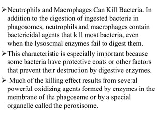 Neutrophils and Macrophages Can Kill Bacteria. In
addition to the digestion of ingested bacteria in
phagosomes, neutrophils and macrophages contain
bactericidal agents that kill most bacteria, even
when the lysosomal enzymes fail to digest them.
This characteristic is especially important because
some bacteria have protective coats or other factors
that prevent their destruction by digestive enzymes.
 Much of the killing effect results from several
powerful oxidizing agents formed by enzymes in the
membrane of the phagosome or by a special
organelle called the peroxisome.
 