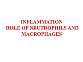 INFLAMMATION
ROLE OF NEUTROPHILS AND
MACROPHAGES
 