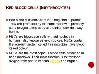 RED BLOOD CELLS (ERYTHROCYTES)
 Red blood cells consist of Haemoglobin, a protein.
They are produced by the bone marrow to primarily
carry oxygen to the body and carbon dioxide away
from it.
 RBCs are biconcave cells without nucleus in
humans; also known as erythrocytes. RBCs contain
the iron-rich protein called haemoglobin; give blood
its red colour.
 RBCs are the most copious blood cells produced in
bone marrows. Their main function is to transport
oxygen from and to various tissues and organs.
 