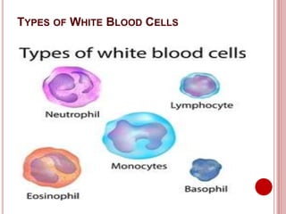 TYPES OF WHITE BLOOD CELLS
 