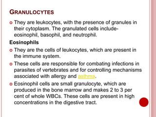 GRANULOCYTES
 They are leukocytes, with the presence of granules in
their cytoplasm. The granulated cells include-
eosinophil, basophil, and neutrophil.
Eosinophils
 They are the cells of leukocytes, which are present in
the immune system.
 These cells are responsible for combating infections in
parasites of vertebrates and for controlling mechanisms
associated with allergy and asthma.
 Eosinophil cells are small granulocyte, which are
produced in the bone marrow and makes 2 to 3 per
cent of whole WBCs. These cells are present in high
concentrations in the digestive tract.
 