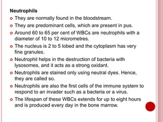 Neutrophils
 They are normally found in the bloodstream.
 They are predominant cells, which are present in pus.
 Around 60 to 65 per cent of WBCs are neutrophils with a
diameter of 10 to 12 micrometres.
 The nucleus is 2 to 5 lobed and the cytoplasm has very
fine granules.
 Neutrophil helps in the destruction of bacteria with
lysosomes, and it acts as a strong oxidant.
 Neutrophils are stained only using neutral dyes. Hence,
they are called so.
 Neutrophils are also the first cells of the immune system to
respond to an invader such as a bacteria or a virus.
 The lifespan of these WBCs extends for up to eight hours
and is produced every day in the bone marrow.
 