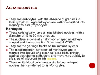 AGRANULOCYTES
 They are leukocytes, with the absence of granules in
their cytoplasm. Agranulocytes are further classified into
monocytes and lymphocytes.
Monocytes
 These cells usually have a large bilobed nucleus, with a
diameter of 12 to 20 micrometres.
 The nucleus is generally half-moon shaped or kidney-
shaped and it occupies 6 to 8 per cent of WBCs.
 They are the garbage trucks of the immune system.
 The most important functions of monocytes are to
migrate into tissues and clean up dead cells, protect
against bloodborne pathogens and move very quickly to
the sites of infections in the tissues.
 These white blood cells have a single bean-shaped
nucleus, hence referred to as Monocytes.
 