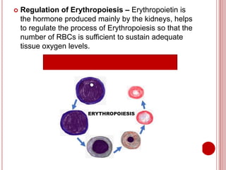  Regulation of Erythropoiesis – Erythropoietin is
the hormone produced mainly by the kidneys, helps
to regulate the process of Erythropoiesis so that the
number of RBCs is sufficient to sustain adequate
tissue oxygen levels.
 