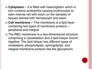  Cytoplasm – It is filled with haemoglobin which in
turn contains acidophilia causing erythrocytes to
stain intense red with eosin on the samples of
tissues stained with hematoxylin and eosin.
 Cell membrane – This membrane is a lipid layer
containing two types of membrane proteins –
peripheral and integral.
 The RBC membrane is a two-dimensional structure
comprising a cytoskeleton and a lipid bilayer bound
together. The lipid bilayer has different types of
cholesterol, phospholipids, sphingolipids, and
integral membrane proteins like the glycophorin.
 