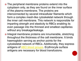  The peripheral membrane proteins extend into the
cytoplasm only, as they are found on the inner surface
of the plasma membrane. The proteins are
interconnected by several intracellular filaments which
form a complex mesh-like cytoskeletal network through
the inner cell membrane. This network is responsible for
imparting strength and elasticity to RBCs enabling its
even passage into the thinnest and smallest capillaries
without any breakage/leakage.
 Integral membrane proteins are innumerable, stretching
throughout the thickness of the cell membrane. It binds
haemoglobin serving as anchor points for the
cytoskeletal network of RBCs. Additionally, they express
antigens of ABO blood groups. Erythrocyte surface
antigens are necessary for blood transfusions.
 