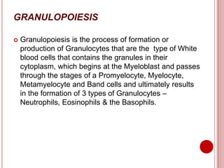 GRANULOPOIESIS
 Granulopoiesis is the process of formation or
production of Granulocytes that are the type of White
blood cells that contains the granules in their
cytoplasm, which begins at the Myeloblast and passes
through the stages of a Promyelocyte, Myelocyte,
Metamyelocyte and Band cells and ultimately results
in the formation of 3 types of Granulocytes –
Neutrophils, Eosinophils & the Basophils.
 