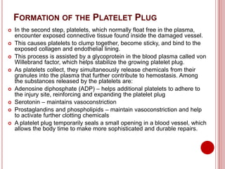 FORMATION OF THE PLATELET PLUG
 In the second step, platelets, which normally float free in the plasma,
encounter exposed connective tissue found inside the damaged vessel.
 This causes platelets to clump together, become sticky, and bind to the
exposed collagen and endothelial lining.
 This process is assisted by a glycoprotein in the blood plasma called von
Willebrand factor, which helps stabilize the growing platelet plug.
 As platelets collect, they simultaneously release chemicals from their
granules into the plasma that further contribute to hemostasis. Among
the substances released by the platelets are:
 Adenosine diphosphate (ADP) – helps additional platelets to adhere to
the injury site, reinforcing and expanding the platelet plug
 Serotonin – maintains vasoconstriction
 Prostaglandins and phospholipids – maintain vasoconstriction and help
to activate further clotting chemicals
 A platelet plug temporarily seals a small opening in a blood vessel, which
allows the body time to make more sophisticated and durable repairs.
 