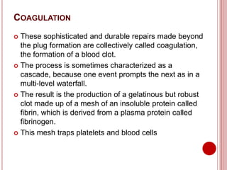COAGULATION
 These sophisticated and durable repairs made beyond
the plug formation are collectively called coagulation,
the formation of a blood clot.
 The process is sometimes characterized as a
cascade, because one event prompts the next as in a
multi-level waterfall.
 The result is the production of a gelatinous but robust
clot made up of a mesh of an insoluble protein called
fibrin, which is derived from a plasma protein called
fibrinogen.
 This mesh traps platelets and blood cells
 