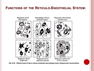 FUNCTIONS OF THE RETICULO-ENDOTHELIAL SYSTEM:
 
