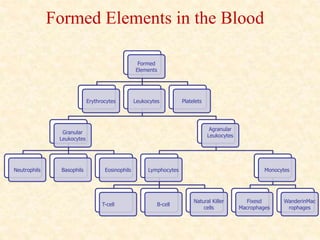 Formed
Elements
Erythrocytes Leukocytes
Granular
Leukocytes
Neutrophils Basophils Eosinophils
Agranular
Leukocytes
Lymphocytes
T-cell B-cell
Natural Killer
cells
Monocytes
Fixesd
Macrophages
WanderinMac
rophages
Platelets
Formed Elements in the Blood
 
