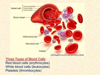 Three Types of Blood Cells
Red blood cells (erythrocytes)
White blood cells (leukocytes)
Platelets (thrombocytes)
 