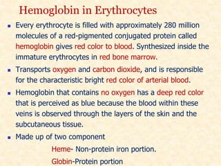Hemoglobin in Erythrocytes
 Every erythrocyte is filled with approximately 280 million
molecules of a red-pigmented conjugated protein called
hemoglobin gives red color to blood. Synthesized inside the
immature erythrocytes in red bone marrow.
 Transports oxygen and carbon dioxide, and is responsible
for the characteristic bright red color of arterial blood.
 Hemoglobin that contains no oxygen has a deep red color
that is perceived as blue because the blood within these
veins is observed through the layers of the skin and the
subcutaneous tissue.
 Made up of two component
Heme- Non-protein iron portion.
Globin-Protein portion
 