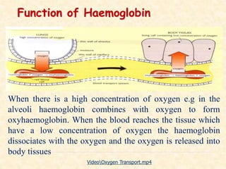 When there is a high concentration of oxygen e.g in the
alveoli haemoglobin combines with oxygen to form
oxyhaemoglobin. When the blood reaches the tissue which
have a low concentration of oxygen the haemoglobin
dissociates with the oxygen and the oxygen is released into
body tissues
Function of Haemoglobin
VideoOxygen Transport.mp4
 