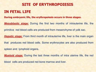 SITE OF ERYTHROPOIESIS
IN FETAL LIFE
During embryonic life, the erythropoiesis occurs in three stages.
Mesoblastic stage: During the first two months of intrauterine life, the
primitive red blood cells are produced from mesenchyme of yolk sac.
Hepatic stage: From third month of intrauterine life, liver is the main organ
that produces red blood cells. Some erythrocytes are also produced from
spleen and lymphoid organs.
Myeloid stage: During the last three months of intra uterine life, the red
blood cells are produced red bone marrow and liver.
 