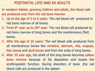 POSTNATAL LIFE AND IN ADULTS
In newborn babies, growing children and adults, the blood cells
are produced only from the red bone marrow.
1. Up to the age of 5 to 6 years: The red blood cell produced in
red bone marrow of all bones.
2. From 6th year up to 20th year: The red blood cell produced by
red bone marrow of long bones and the membranous (flat)
bones.
3. After the age of 20 years: The red blood cells produced from
all membranous bones like vertebra, sternum, ribs, scapula,
iliac bones and skull bones and from the ends of long bones.
4. After 20 year age, the shaft of the long bones becomes yellow
bone marrow because of fat deposition and looses the
erythropoietic function. During disorders of bone ,the red
blood cells are produced in the spleen.
 