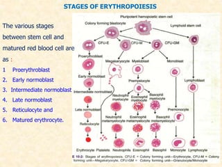 STAGES OF ERYTHROPOIESIS
The various stages
between stem cell and
matured red blood cell are
as :
1 Proerythroblast
2. Early normoblast
3. Intermediate normoblast
4. Late normoblast
5. Reticulocyte and
6. Matured erythrocyte.
 