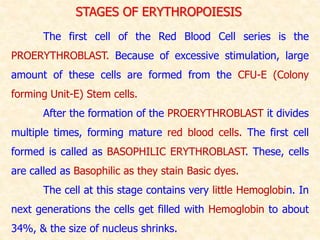 The first cell of the Red Blood Cell series is the
PROERYTHROBLAST. Because of excessive stimulation, large
amount of these cells are formed from the CFU-E (Colony
forming Unit-E) Stem cells.
After the formation of the PROERYTHROBLAST it divides
multiple times, forming mature red blood cells. The first cell
formed is called as BASOPHILIC ERYTHROBLAST. These, cells
are called as Basophilic as they stain Basic dyes.
The cell at this stage contains very little Hemoglobin. In
next generations the cells get filled with Hemoglobin to about
34%, & the size of nucleus shrinks.
STAGES OF ERYTHROPOIESIS
 