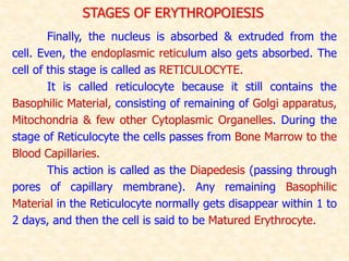 Finally, the nucleus is absorbed & extruded from the
cell. Even, the endoplasmic reticulum also gets absorbed. The
cell of this stage is called as RETICULOCYTE.
It is called reticulocyte because it still contains the
Basophilic Material, consisting of remaining of Golgi apparatus,
Mitochondria & few other Cytoplasmic Organelles. During the
stage of Reticulocyte the cells passes from Bone Marrow to the
Blood Capillaries.
This action is called as the Diapedesis (passing through
pores of capillary membrane). Any remaining Basophilic
Material in the Reticulocyte normally gets disappear within 1 to
2 days, and then the cell is said to be Matured Erythrocyte.
STAGES OF ERYTHROPOIESIS
 