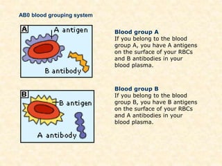 Blood group A
If you belong to the blood
group A, you have A antigens
on the surface of your RBCs
and B antibodies in your
blood plasma.
Blood group B
If you belong to the blood
group B, you have B antigens
on the surface of your RBCs
and A antibodies in your
blood plasma.
AB0 blood grouping system
 