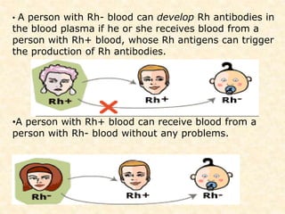 • A person with Rh- blood can develop Rh antibodies in
the blood plasma if he or she receives blood from a
person with Rh+ blood, whose Rh antigens can trigger
the production of Rh antibodies.
•A person with Rh+ blood can receive blood from a
person with Rh- blood without any problems.
 