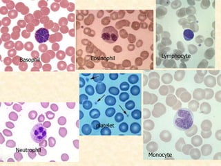 Basophil Eosinophil
Neutrophil
Lymphocyte
Monocyte
platelet
 