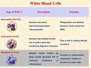 Type of WBC’s Description Function
Neutrophils (60-70%)
Nucleus has many
interconnected lobes;
blue granules
Phagocytize and destroy
bacteria; most numerous
WBC
Eosinophils (2-4%)
Nucleus has bilobed nuclei;
red or yellow granules
containing digestive enzymes
Play a role in ending allergic
reactions
Basophils (0.5-1%) Bilobed nuclei hidden by
large purple granules full of
chemical mediators of
inflammation
Function in inflammation
medication; similar in
function to mast cells
White Blood Cells
 