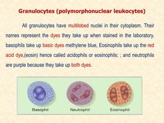 Granulocytes (polymorphonuclear leukocytes)
All granulocytes have multilobed nuclei in their cytoplasm. Their
names represent the dyes they take up when stained in the laboratory.
basophils take up basic dyes methylene blue, Eosinophils take up the red
acid dye,(eosin) hence called acidophils or eosinophils; ; and neutrophils
are purple because they take up both dyes.
 
