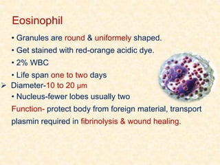 Eosinophil
• Granules are round & uniformely shaped.
• Get stained with red-orange acidic dye.
• 2% WBC
• Life span one to two days
 Diameter-10 to 20 µm
• Nucleus-fewer lobes usually two
Function- protect body from foreign material, transport
plasmin required in fibrinolysis & wound healing.
 