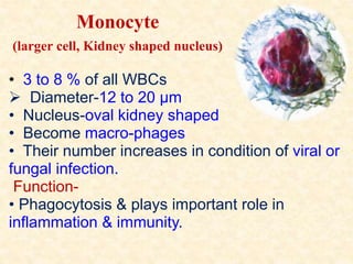 Monocyte
(larger cell, Kidney shaped nucleus)
• 3 to 8 % of all WBCs
 Diameter-12 to 20 µm
• Nucleus-oval kidney shaped
• Become macro-phages
• Their number increases in condition of viral or
fungal infection.
Function-
• Phagocytosis & plays important role in
inflammation & immunity.
 