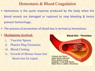 Hemostasis & Blood Coagulation
• Hemostasis is the quick response produced by the body when the
blood vessels are damaged or ruptured to stop bleeding & hence
prevent hemorrhage.
• The process of prevention of blood loss is termed as hemostasis.
• Mechanisms involved-
i. Vascular Spasm
ii. Platelet Plug Formation
iii. Blood Clotting
iv. Growth of fibrous tissue into
blood clot for repair.
 