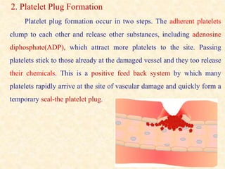 2. Platelet Plug Formation
Platelet plug formation occur in two steps. The adherent platelets
clump to each other and release other substances, including adenosine
diphosphate(ADP), which attract more platelets to the site. Passing
platelets stick to those already at the damaged vessel and they too release
their chemicals. This is a positive feed back system by which many
platelets rapidly arrive at the site of vascular damage and quickly form a
temporary seal-the platelet plug.
 