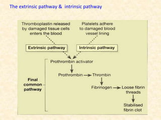 The extrinsic pathway & intrinsic pathway
 