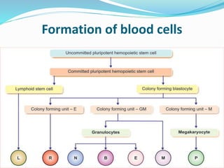 BLOOD AND HEMATOLOGY ANATOMY AND PHYSIOLOGY | PPTX