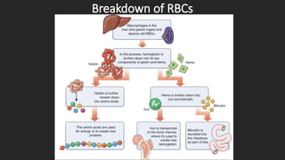 Anatomy and Physiology of Circulatory System | PPTX